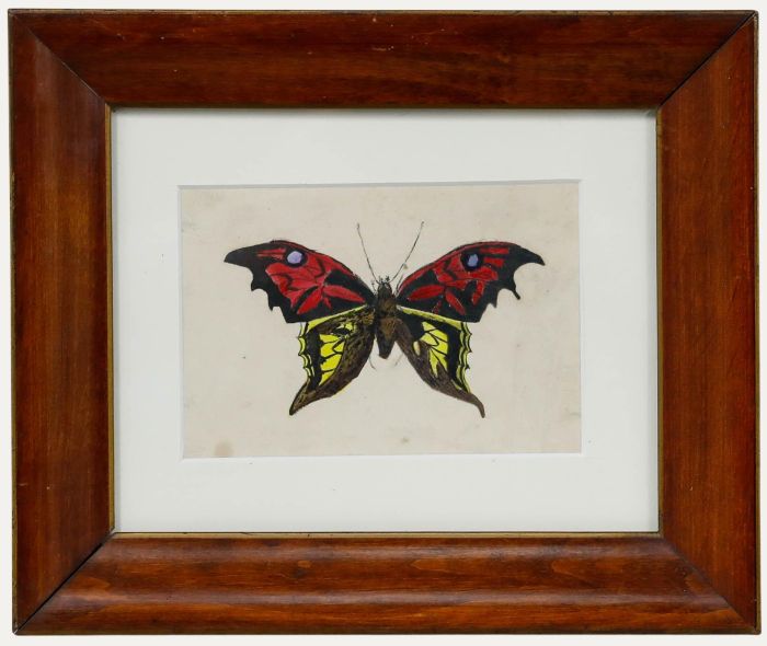 Framed 19th Century Watercolour - Study of a Butterfly