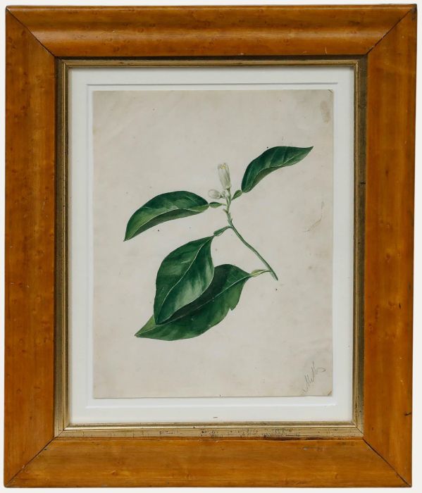 Framed Early 19th Century Watercolour - Study of an Orange Blossom