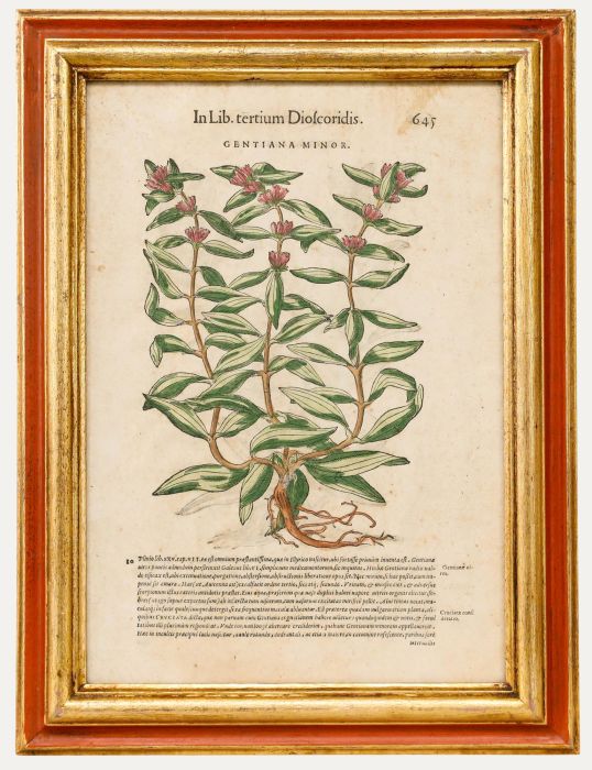 16th Century Engraving - Gentiana