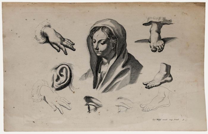 Jeremias Wolff (1667-1724) - 18th Century Engraving, Anatomical Study 3.