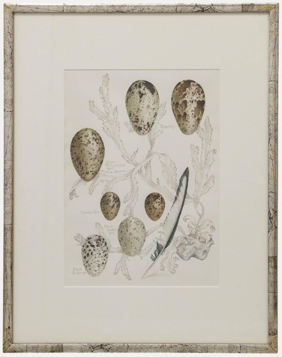 Mary Grierson - 20th Century Watercolour, Seabirds' Eggs
