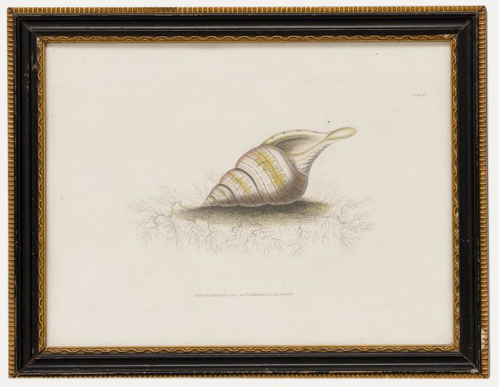R. Ackermann - 19th Century Lithograph, Tulip Shell