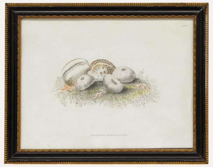 R. Ackermann - 19th Century Lithograph, Sea Urchins and Cypraea
