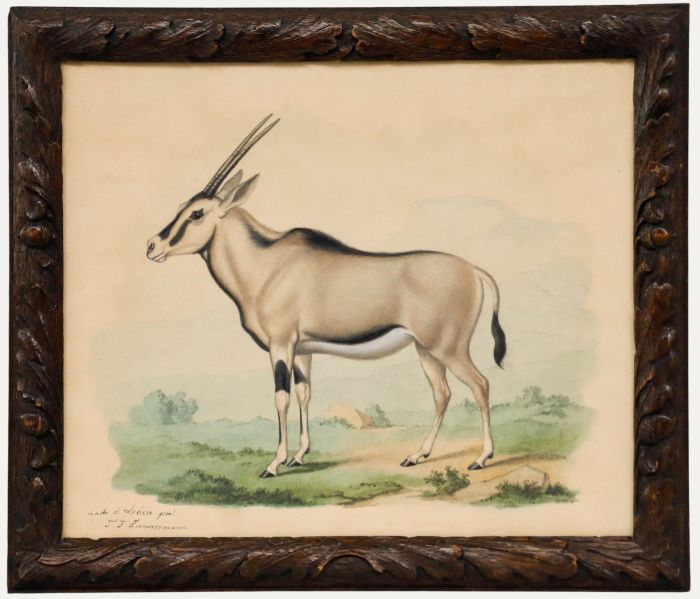 Theodor Franz Zimmermann (1808-1880) - 19th Century Watercolour, Oryx