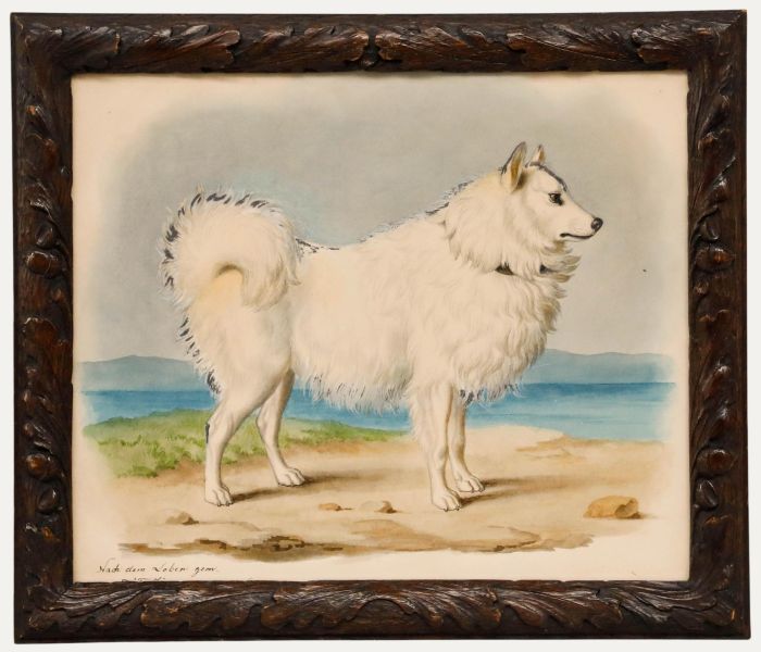 Theodor Franz Zimmermann (1808-1880) - 19th Century Watercolour, Samoyed