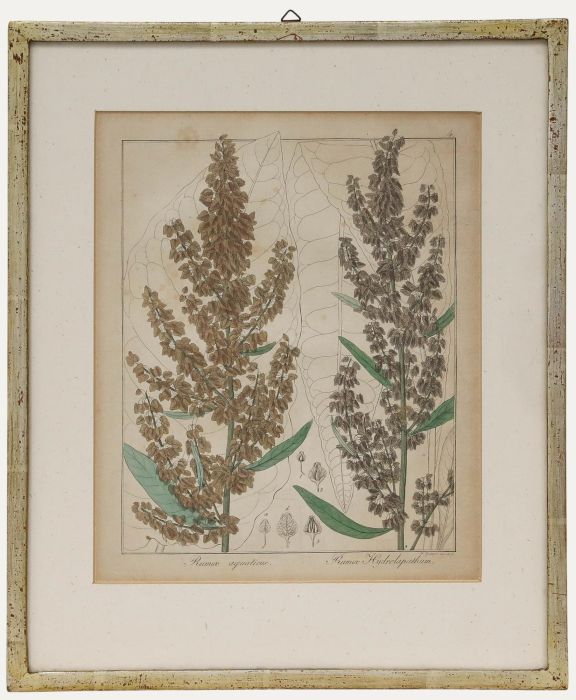 Friedrich Guimpel - Early 19th Century Engraving, Rumex