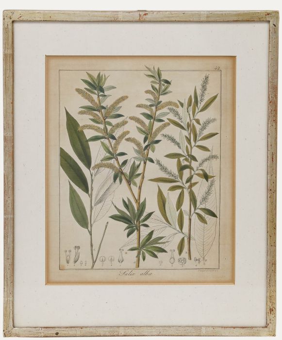 Friedrich Guimpel - Early 19th Century Engraving, Salix alba