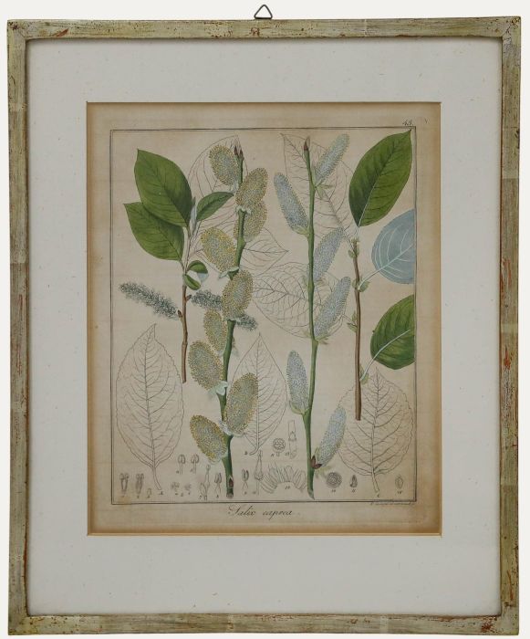 Friedrich Guimpel - Early 19th Century Engraving, Salix caprea