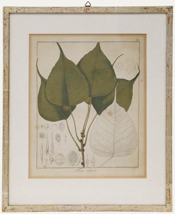 Friedrich Guimpel - Early 19th Century Engraving, Ficus religiosa
