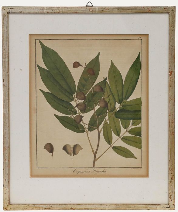 Friedrich Guimpel - Early 19th Century Engraving, Copaifera beyrichii