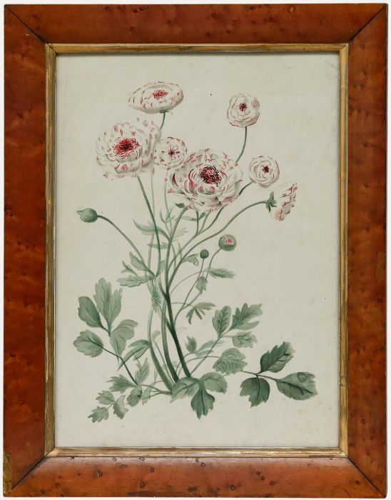 Framed 19th Century Watercolour - Ranunculus ‘La Belle White Picotee’