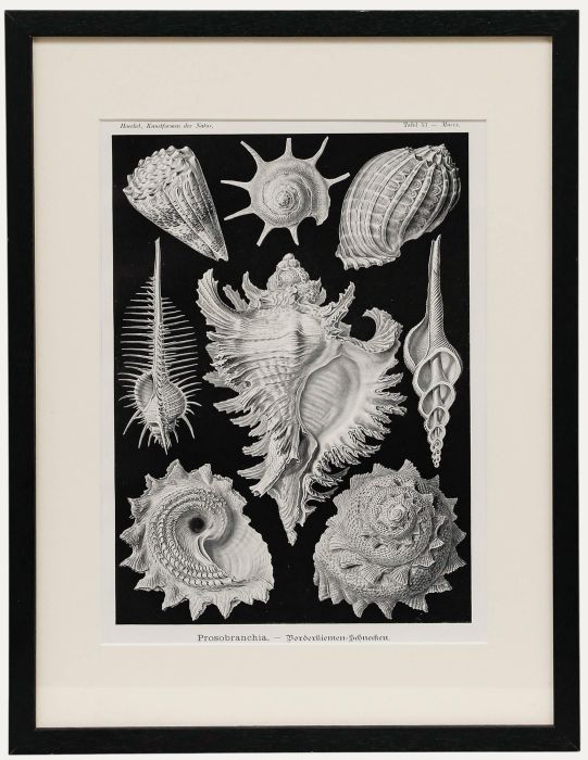 Framed Mid 20th Century Lithograph - Front-gilled Snails