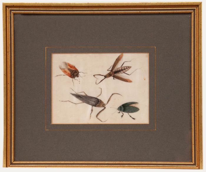 Chinese School 19th Century Watercolour - Study of Insects
