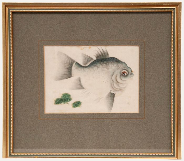 Chinese School 19th Century Watercolour - Ornamental Ryukin