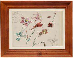 Attrib. Vernon de Beauvoir Ward ARBA - Mid 20th Century Watercolour, Aquilegia