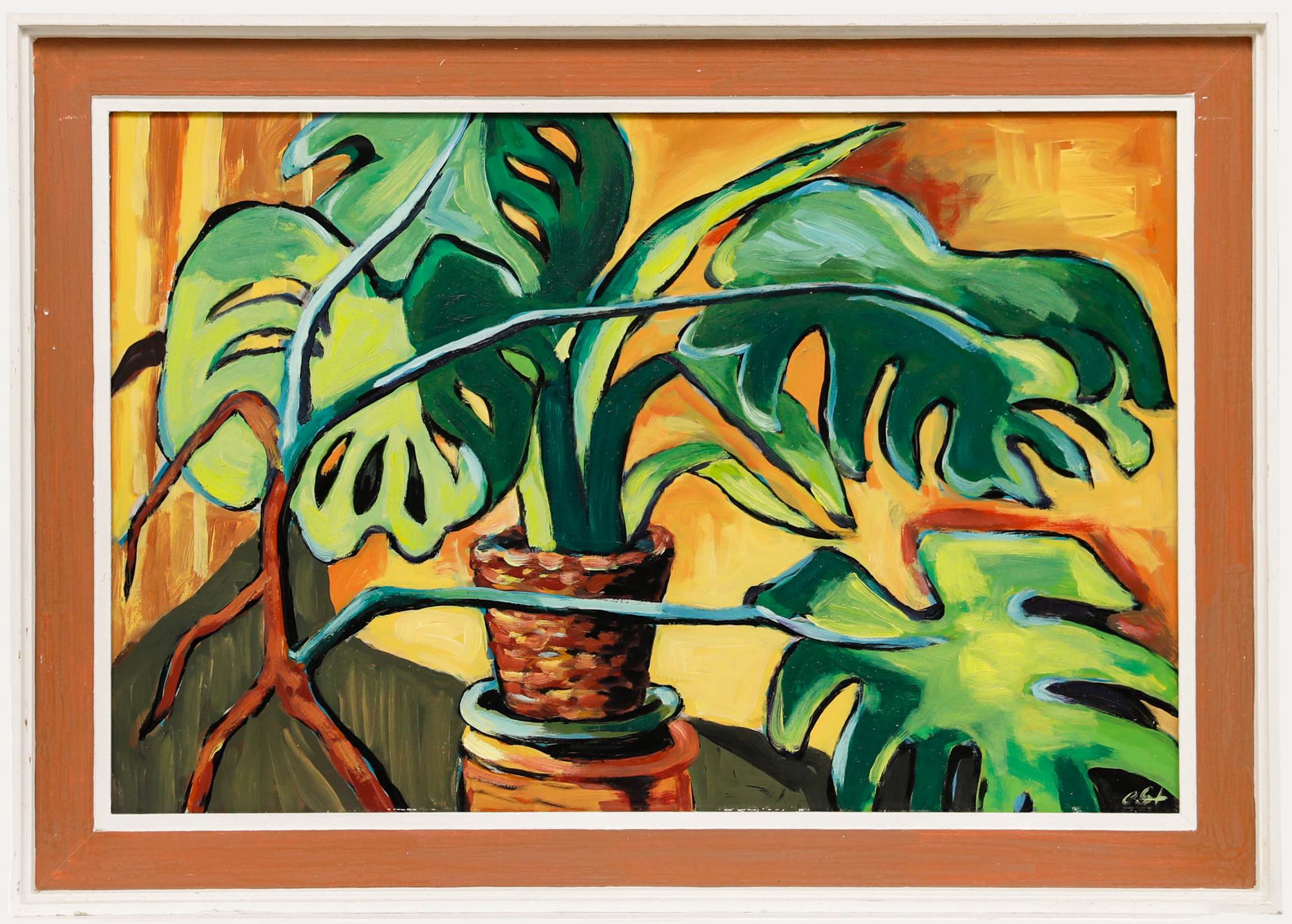 philodendron giganteum kaufen Philodendron Giganteum Marble Variegata  Jordan's Jungle